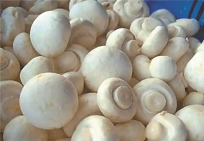 The Complete Nutritional Profile of Agaricus Bisporus Powder